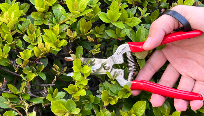 Why Garden Hand Pruning Tools Better Than Electric Ones?