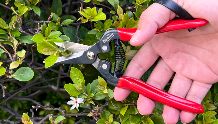 How To Prune Your Herb Garden with the help of Gardening Pruning tools?