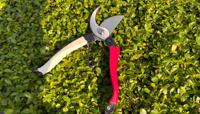 Pruning Shears for Gardening: How To Trim With Ease