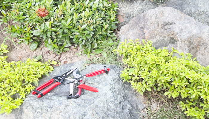 Six Rules of Small Garden Pruning (for Pros & Novice Gardeners)