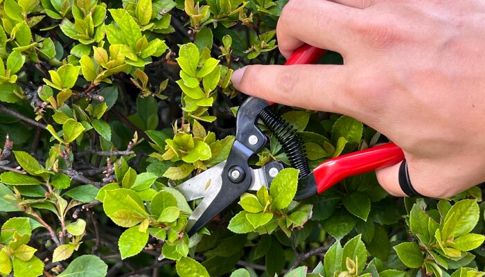 How to buy the finest Trimming Scissors for Cannabis?