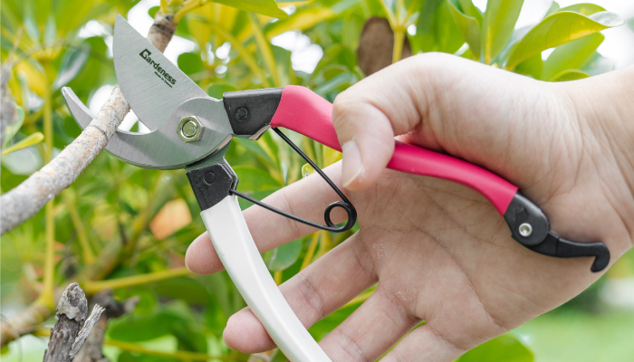 Straight Pruning Shears Vs. Curved Garden Pruning Tools (What’s The Be ...