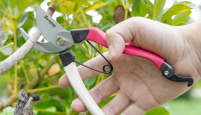 Straight Pruning Shears Vs. Curved Garden Pruning Tools (What’s The Better Option?)