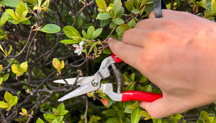 Tips for Maintaining Gardening Scissors Tools