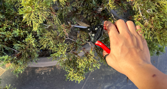 5 Best Garden hand Pruning tools