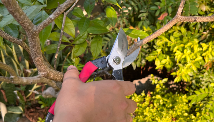 What Are Okatsune Pruners: Benefits and Uses