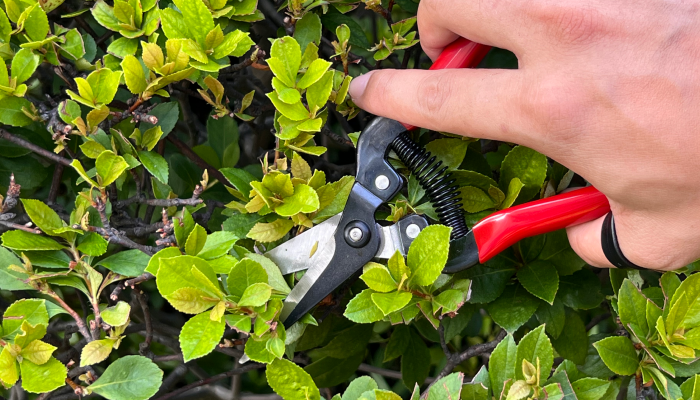 The Benefits of Using Micro Tip Pruning Shears for Your Plants