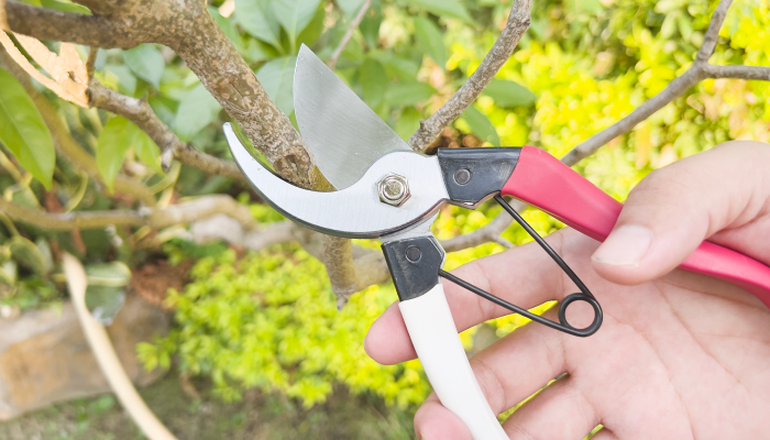 Things To Know When Buying Corona Pruning Shears
