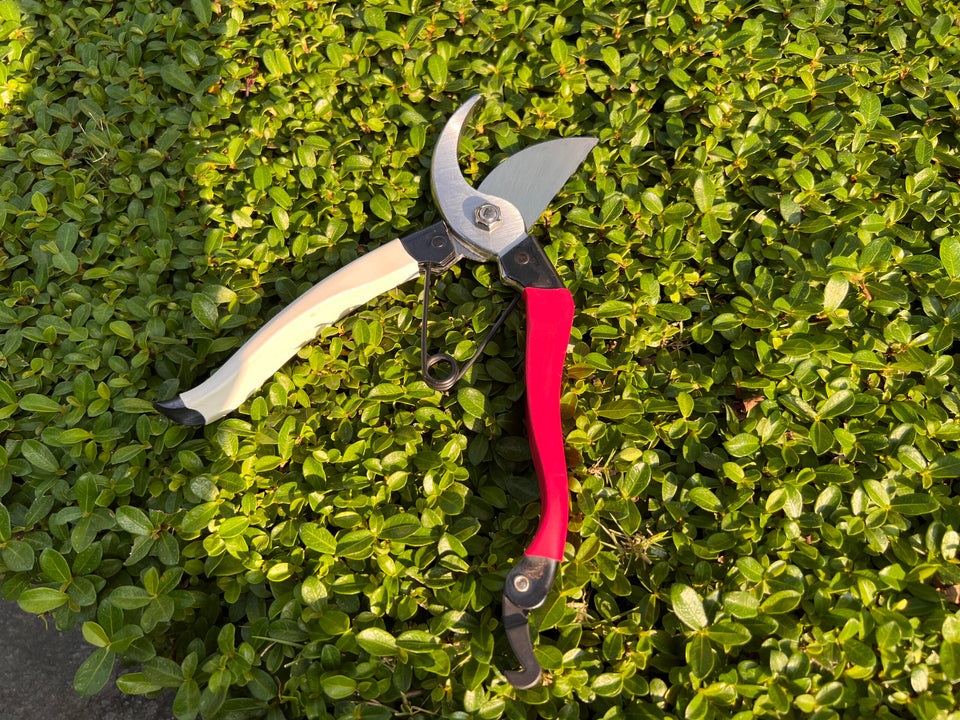 Must Have Garden Hand Pruning Tools for Beginners