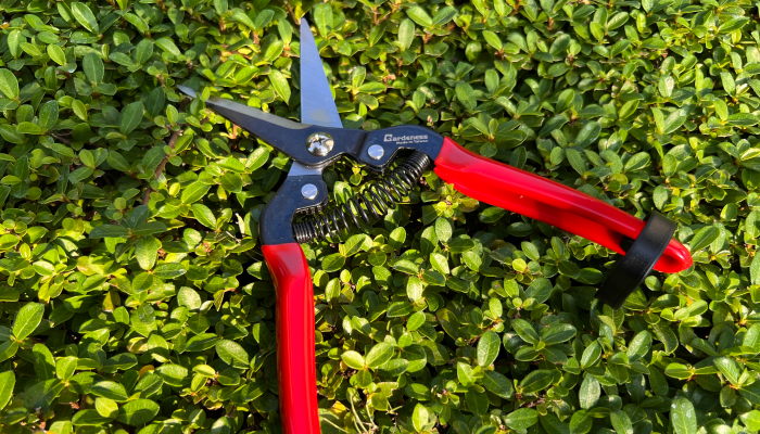 Are Micro Tip Pruning Shears Worth Buying for Growing Branches?