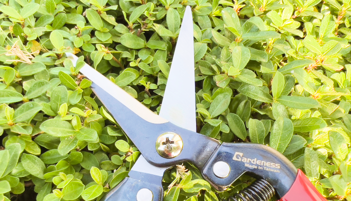 The Hand Pruning Saws- Best Guide and Tips to Use it