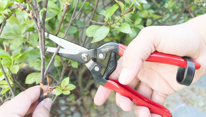 The Basics of Small Garden Pruning: A Quick Guide