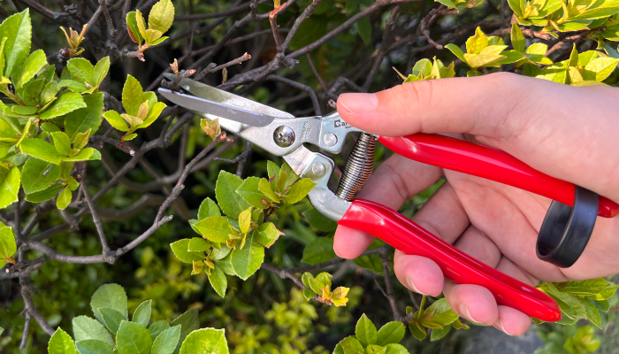 Cutting through the Competition: Why Bypass Pruning Shears Reign Supreme