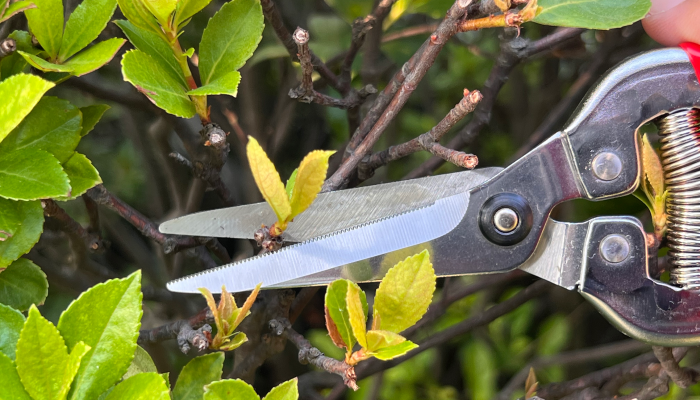 How to Use Folding Hand Saw Properly for Gar.
