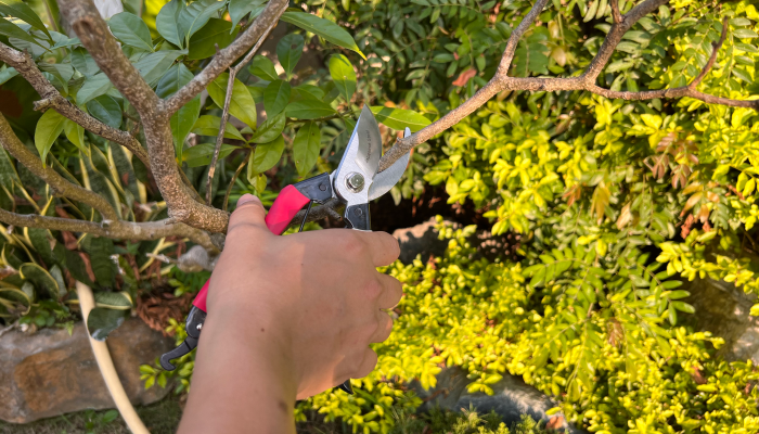 How To Use Handy Gardening micro pruning shears Tools?