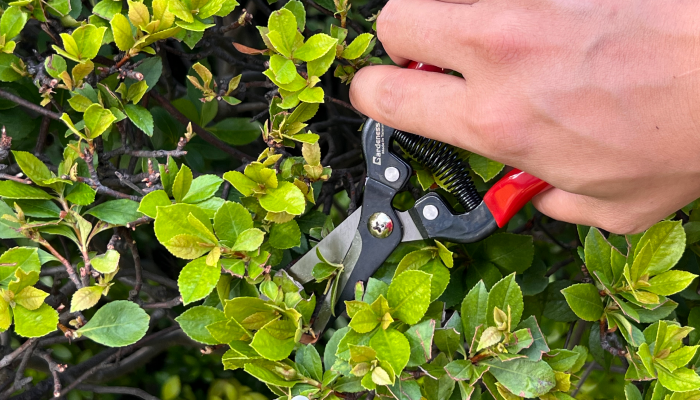 Precautions To Use Folding Hand Saw for First-Time Gardeners