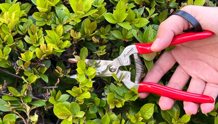 Gardening Trimming Tools and Tips