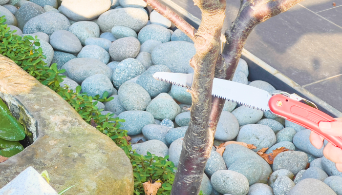 What is the Best Pruning Saws Choice For Cutting and Pruning Trees?