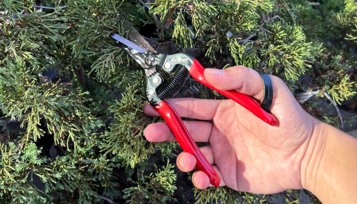 The Stanley Pruning Saw: A Reliable and Versatile Gardening Tool